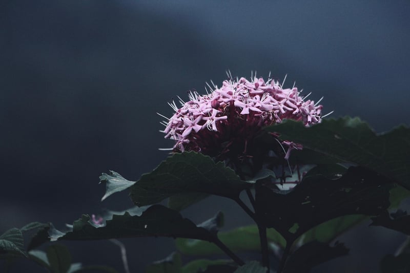 Subdued Secrets