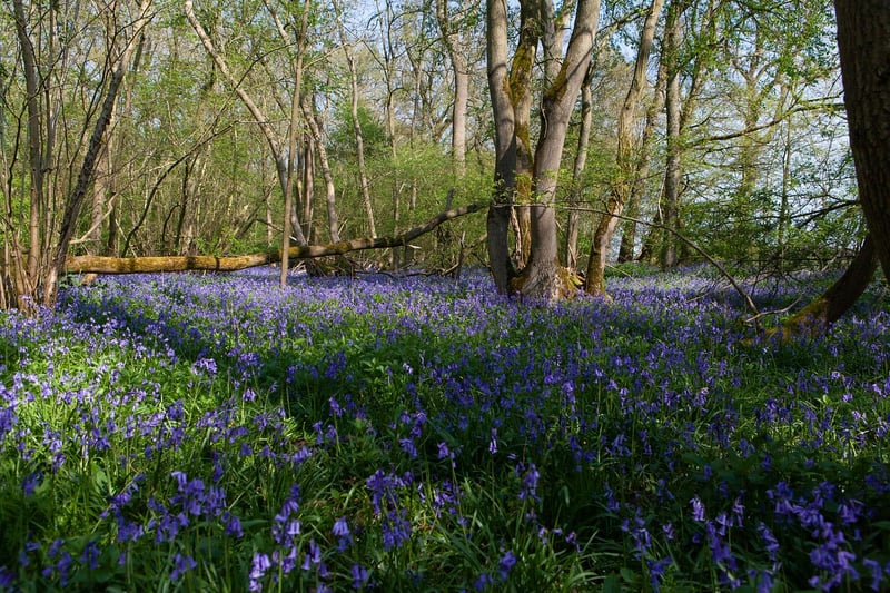 Hallerbos Forest, Belgium